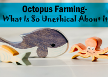 Octopus Farming- What Is So Unethical About It