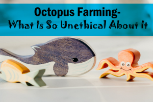 Octopus Farming- What Is So Unethical About It