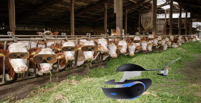 Increasing Milking VR COW Feature